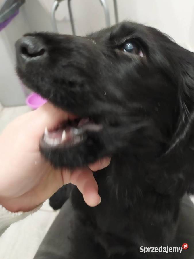 Cocker Spaniel Angielski czarnu piesek Okolusz