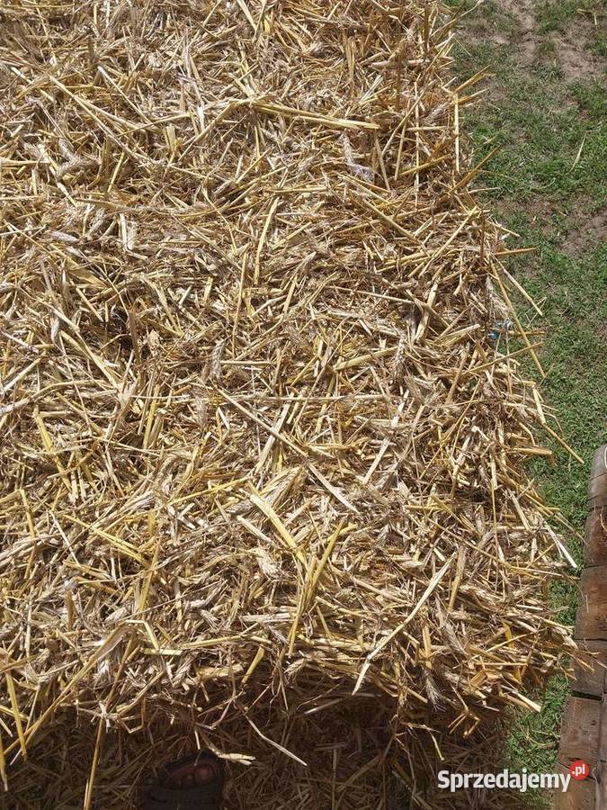 Słoma w kostkach zbiór 2025