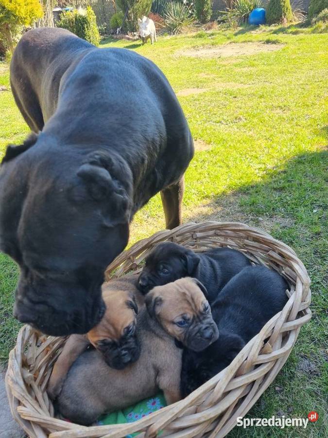 Cane Corso Lubartów