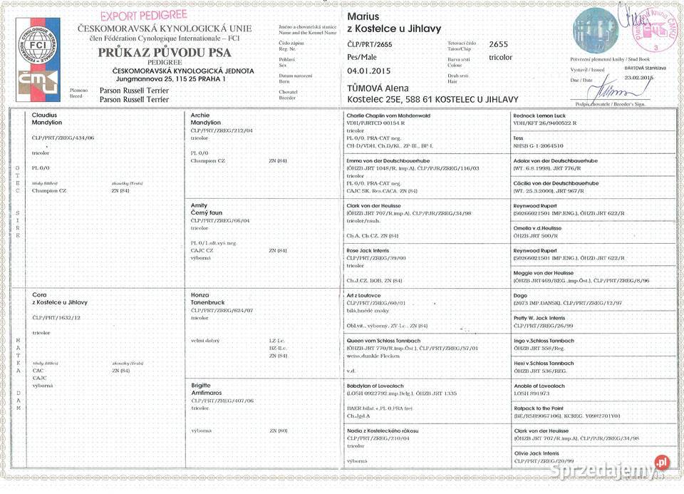 Parson Russell Terrier reproduktor Pogorzela