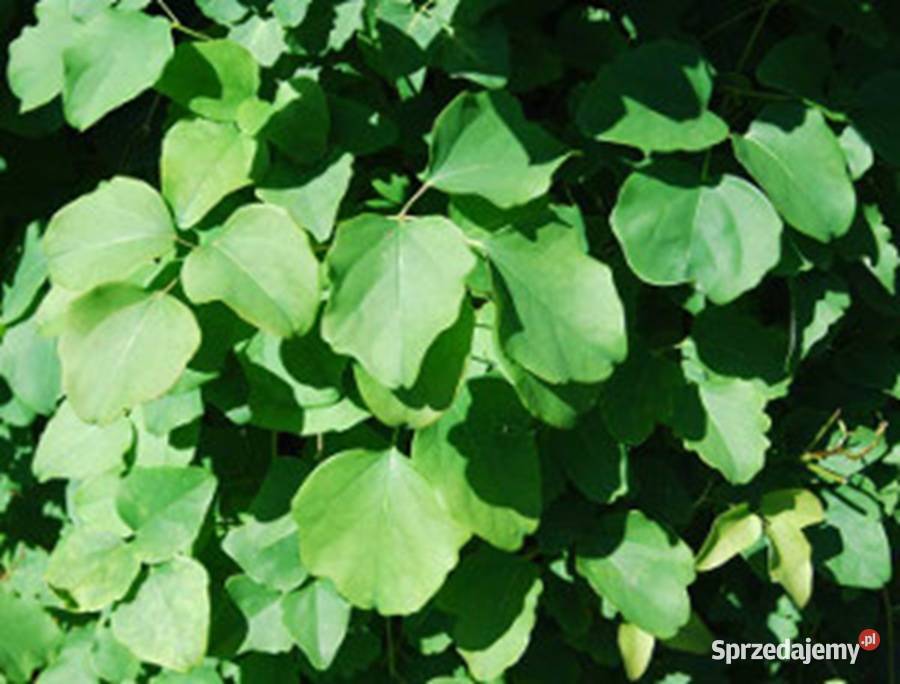 AKEBIA TRÓJLISTKOWA Akebia trifoliata NASIONA Lubanie sprzedam