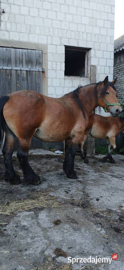 Sprzedam klacz zrebno ze źrebakiem podlaskie Waniewo