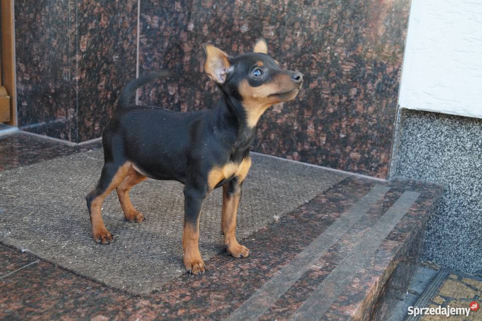 Pinczer Miniaturowy Wawelno