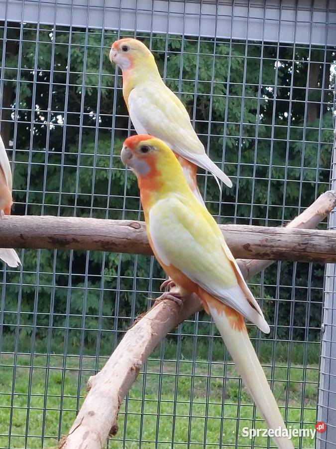 Posiadam na sprzedaż rozelle królewskie w małopolskie Proszowice sprzedam