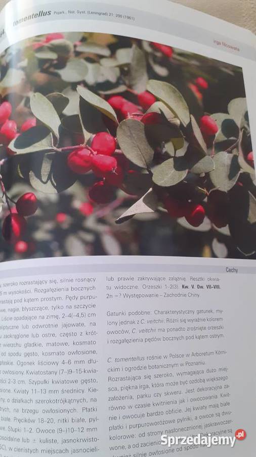 Irgi uprawiane w Polsce twarda Szczecin sprzedam