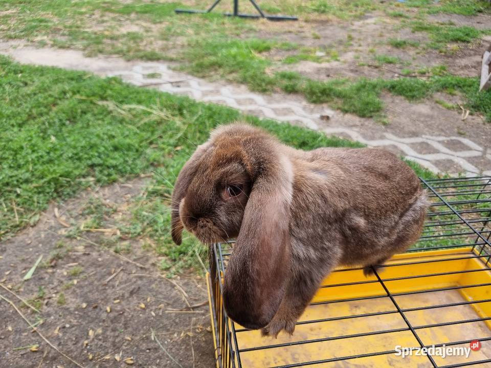 Baran francuski mazowieckie sprzedam