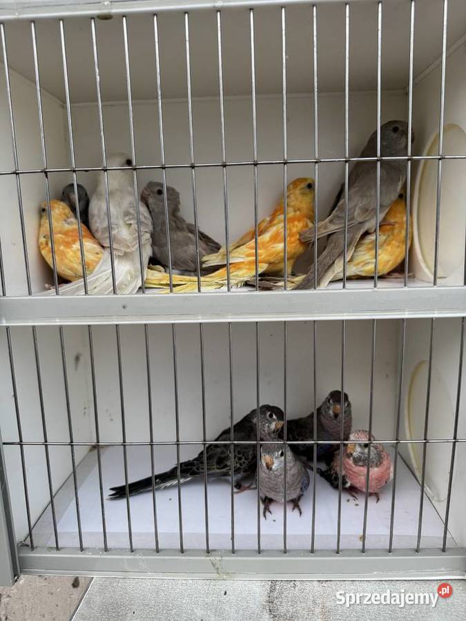 Sprzedam papugi Rzeszów