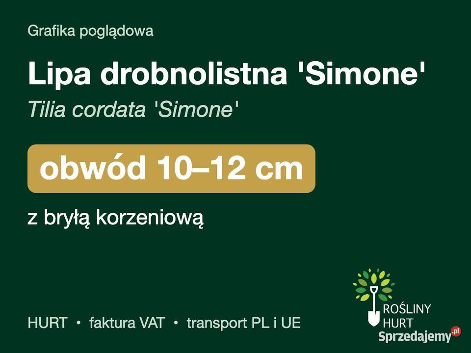 Lipa drobnolistna Simone obwód 1012 z bryłą HURT sprzedam
