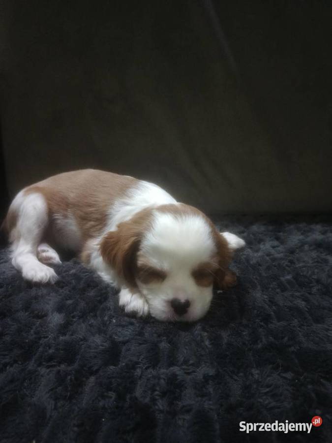 Cavusie szukają domku