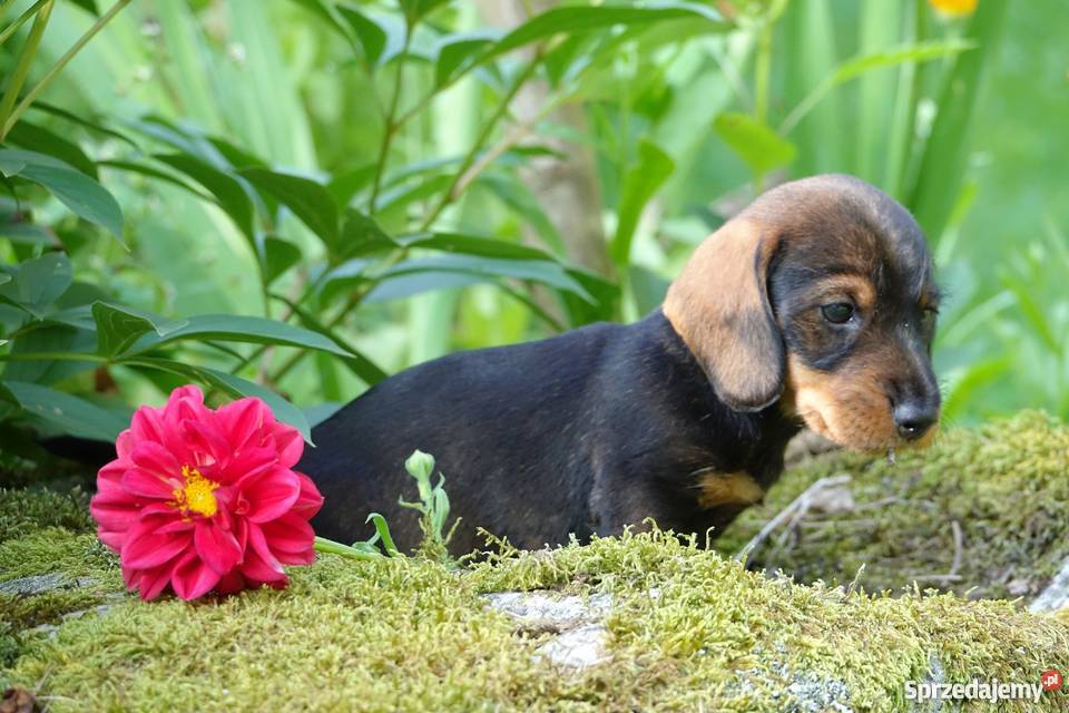 Jamniki szorstkowłose standard szczenięta FCI Jamnik Piecki