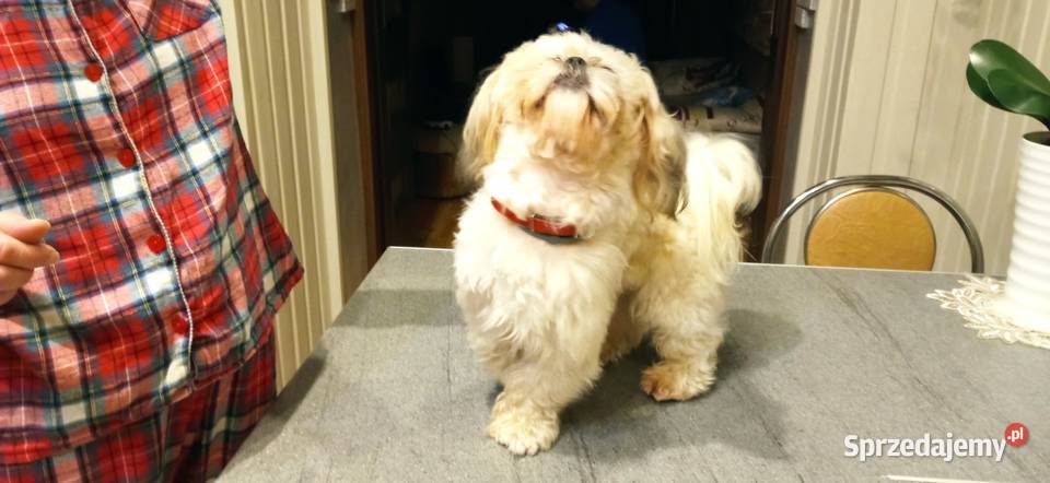 Reproduktor Shih Tzu dolnośląskie
