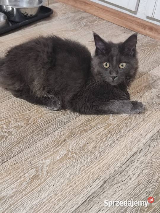 Maine Coon piękne kociaki opolskie
