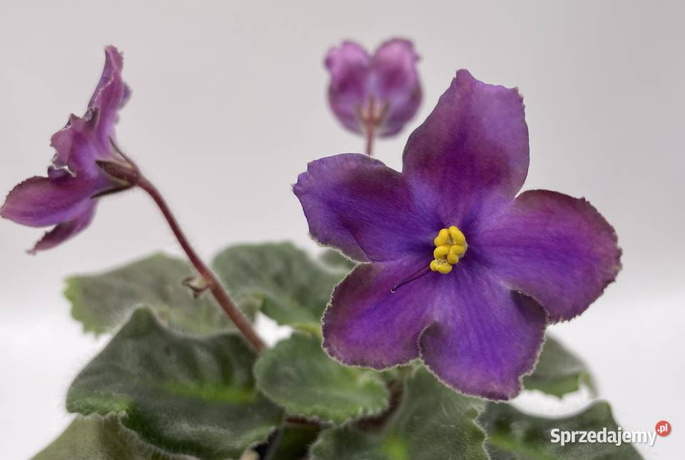 Fiołek afrykański kwitnąca sadzonka Jędrzejów