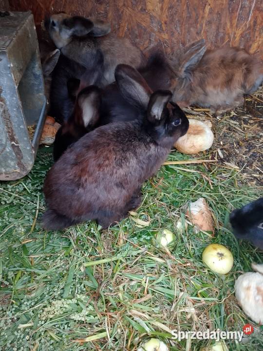 sprzedam króliki Uście Solne sprzedam