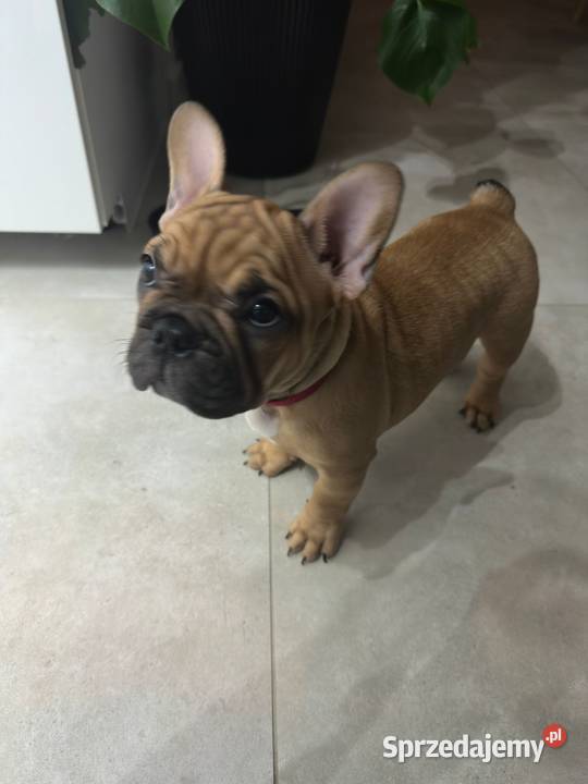 Buldog Francuski suczka BuFu Joko