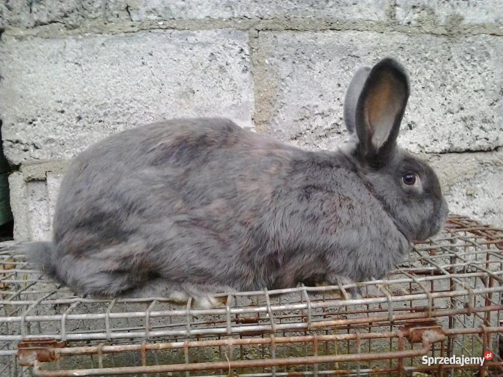 Królik Króliki Wiedeński Niebieski Samiec Samica Słupca