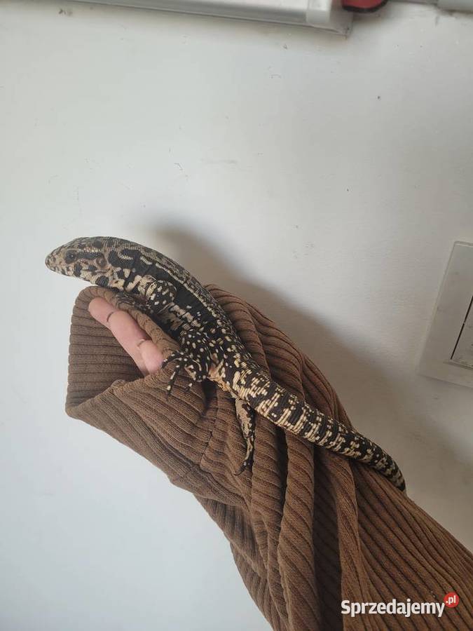 Teju Argentyński Samica Oława