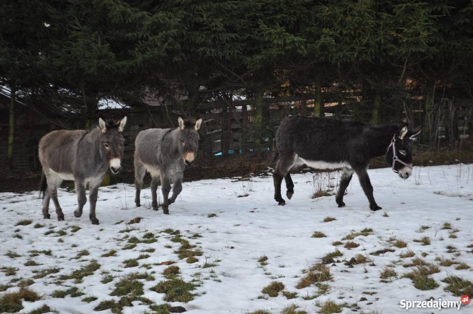 ośliczka osioł osiołek Stronie Śląskie