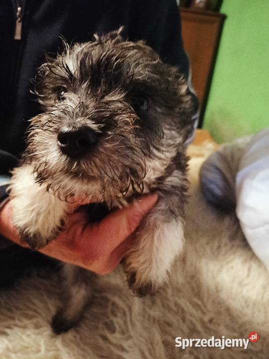 Sznaucer miniaturowy Psy dolnośląskie Złotoryja