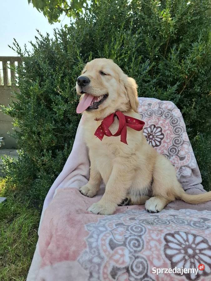 Sprzedam pieski Golden Retriever wielkopolskie Kąkolewo