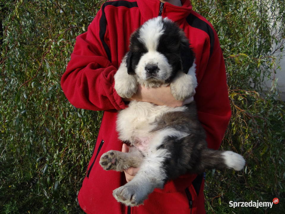 Moskiewski pies stróżujący Nie Bernardyn Kaukaz łódzkie sprzedam