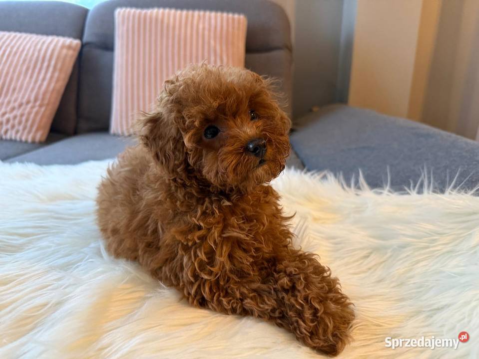 Pudelek Toy Piesek mazowieckie