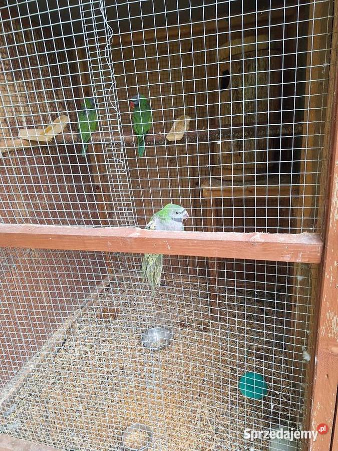 Alexandreta chinska Krzyżanowice sprzedam