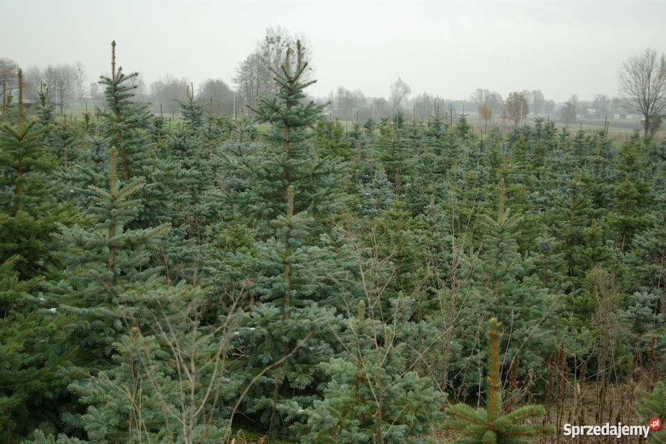 choinkiplantacja świerka srebrnego Dom i Ogród wielkopolskie