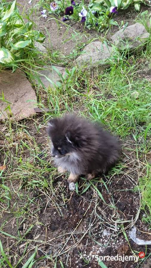 Szpic miniaturowy pomeranian malutki Psy Zakrzewo
