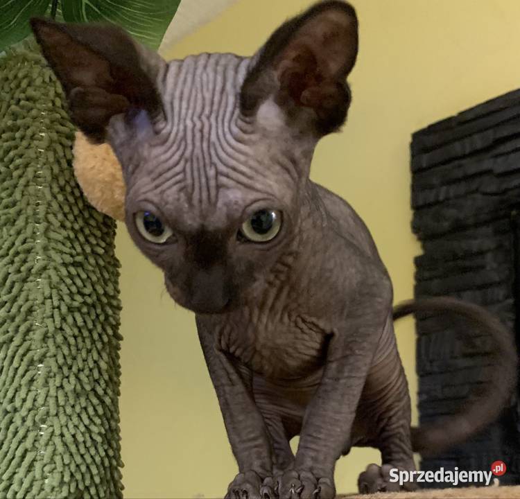 Sfinks Kanadyjski Do odbioru kocurek Rodowód Koty Leszno