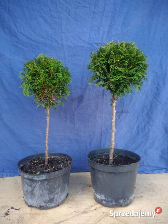 tuja formowa na na pniu kula Grajewo