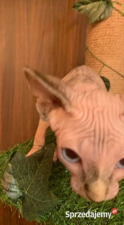 Sfinks Kanadyjski Rezerwacja kotki Sfinks Leszno