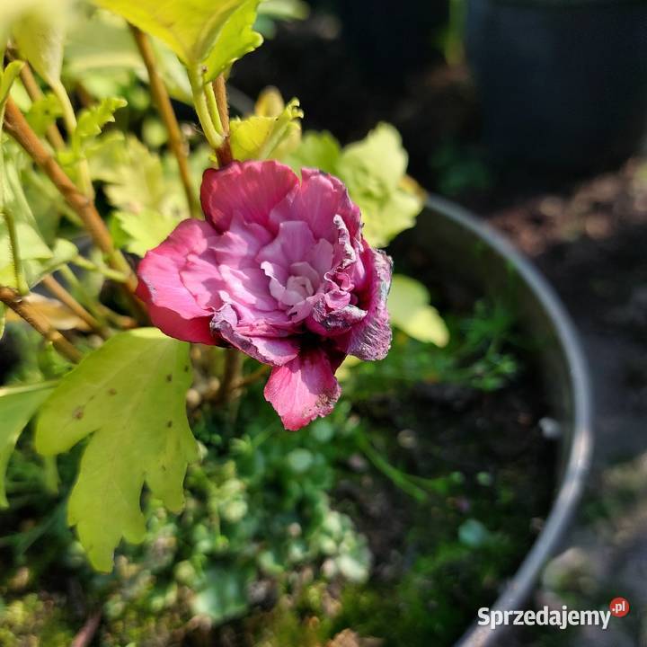 Hibiscus sadzonki wysyłka Stromiec