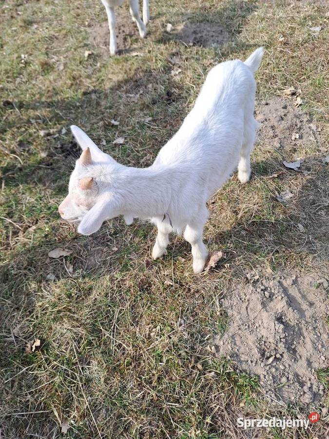 Sprzedam koziołki i kózki Nowy Kawęczyn