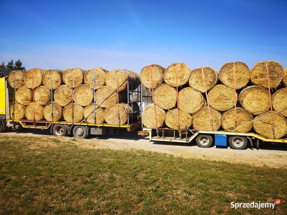 Słoma żytnia w balotach Wiele sprzedam