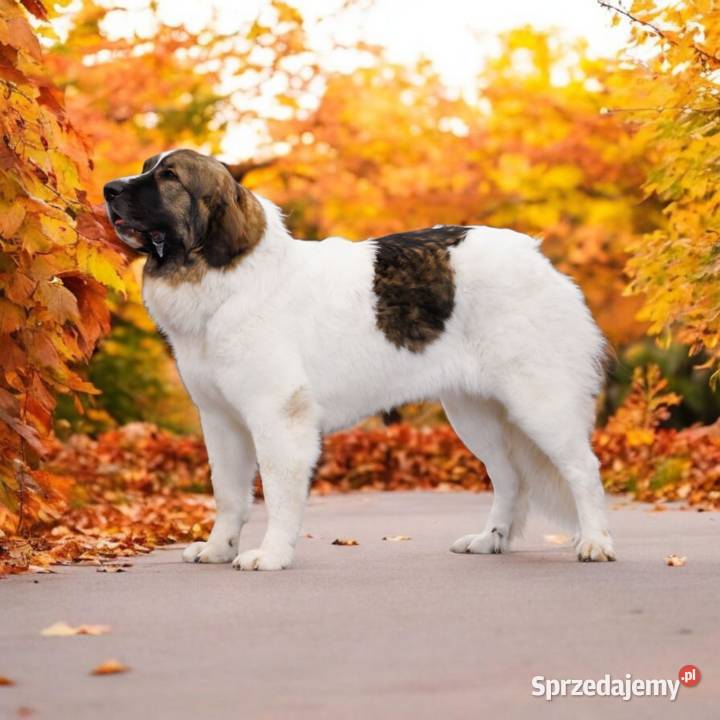 MASTIF PIRENEJSKI ZKWP FCI Arentowo