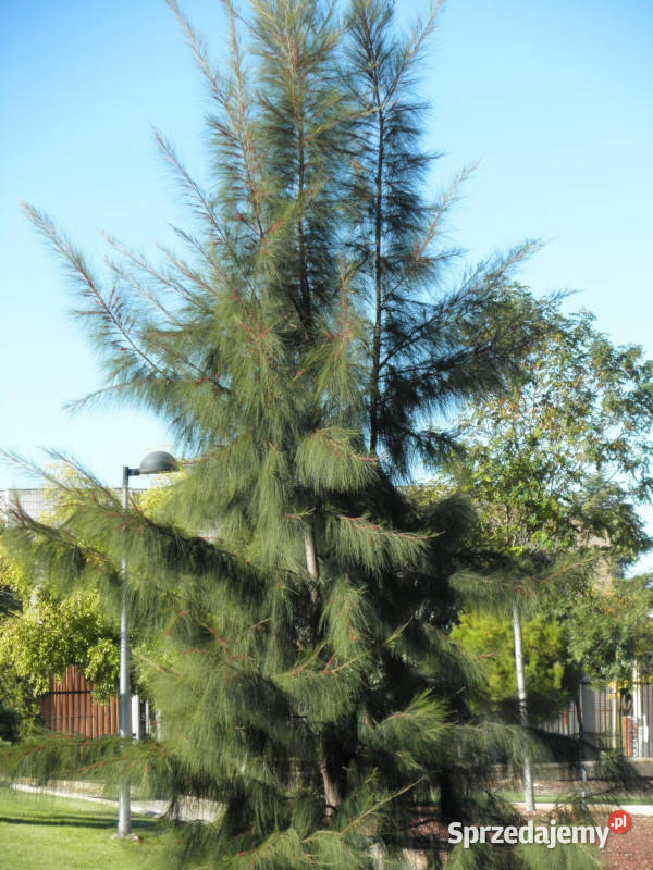 RZEWNIA SKRZYPOLITNA Casuarina equisetifolia Lubanie