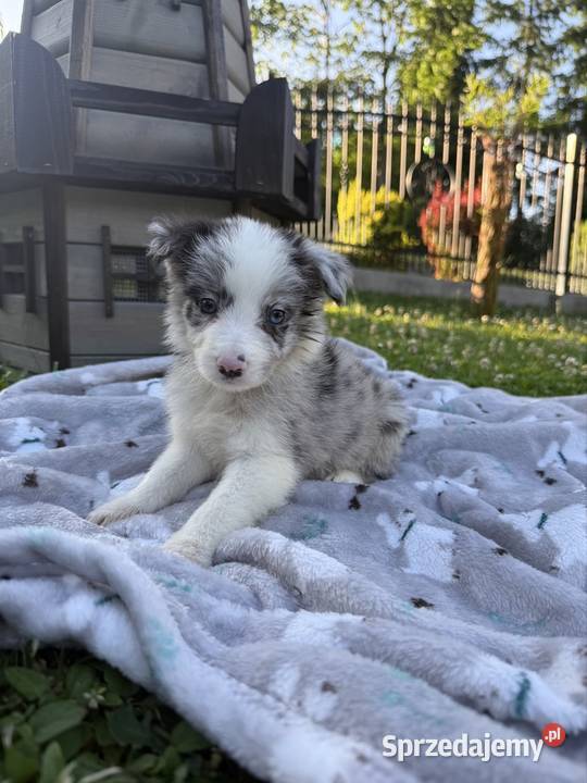 Piesek Border Collie BLUE MERLE Limanowa