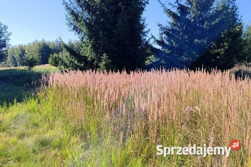 Działka budowlana Dolice powiat stargardzki 945 sprzedam