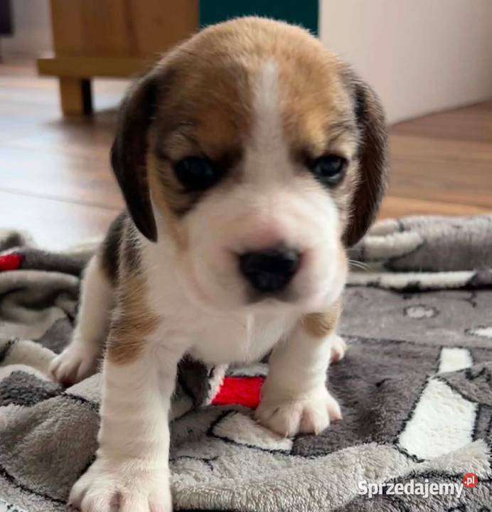 Beagle tricolor ZKwP śląskie Konopiska