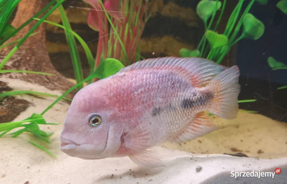 Pielęgnica Vieja breidohri sprzedam