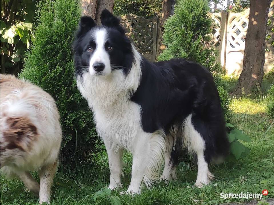 Piękny rasowy pies Border Collie z pełną dok hod Pozostałe Iwonicz