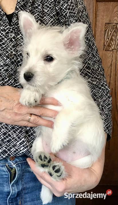 Szczenięta West Highland White Terrier ZKwP FCI Gdańsk