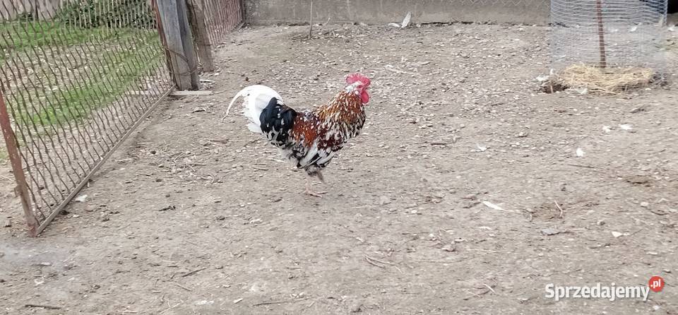 Koguty włoszki legbar 25r Pruchna