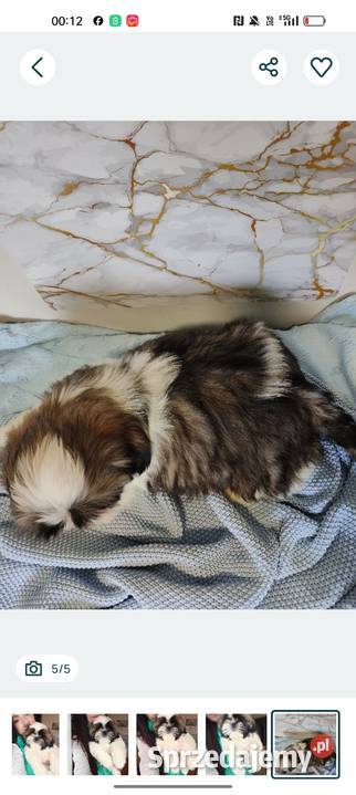 Shih Tzu pies szczeniak piękny miś IMPERIAL Kluczbork