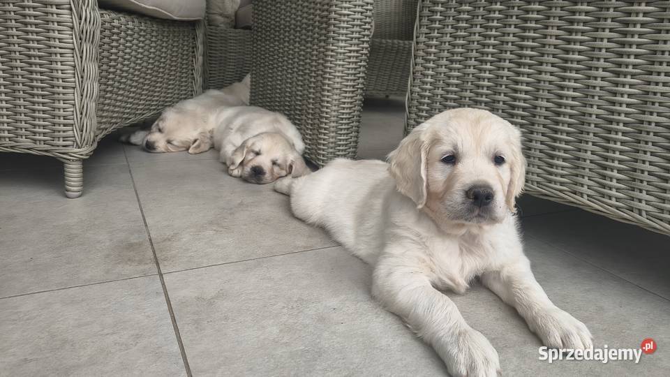 Szczenię Golden retriever zachodniopomorskie