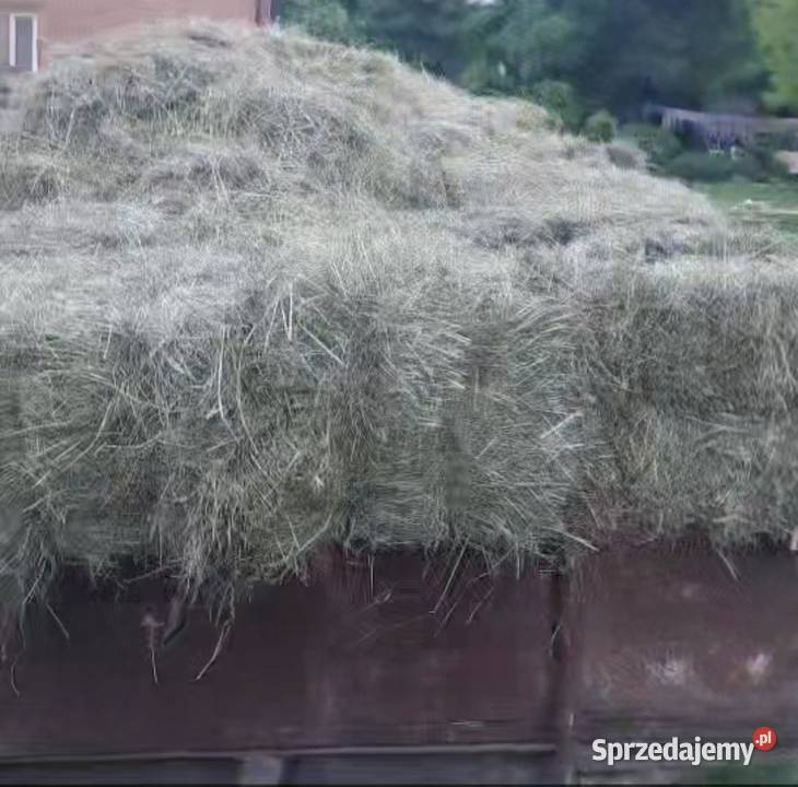 Siano w kostkach Natalin sprzedam