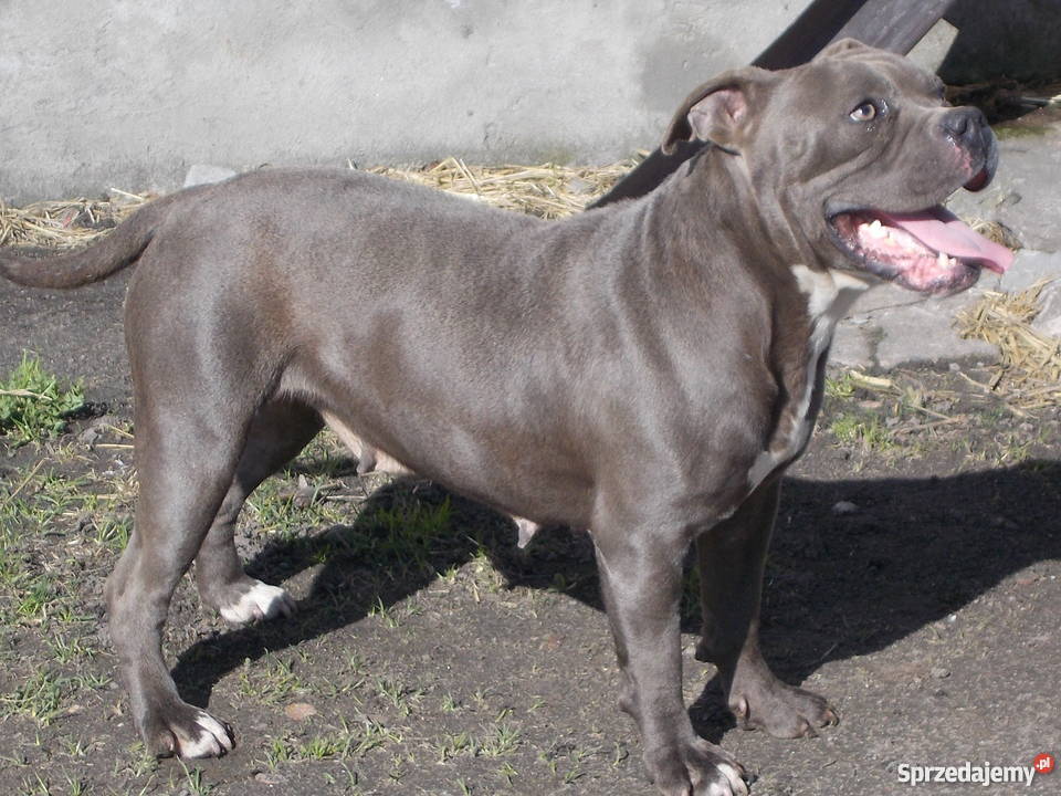 Suczka American Bully Płock
