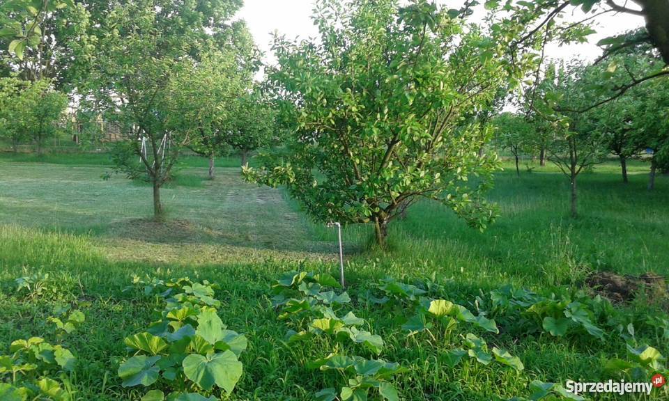 Zagospodarowane siedlisko sprzedam Sypniewo sprzedam