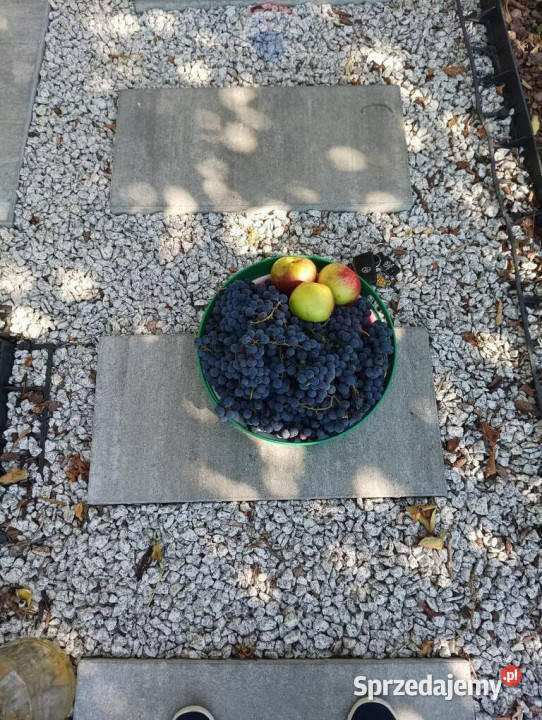 Klimatyczny domek letniskowy remoncie Rok budowy 0 Czechowice-Dziedzice